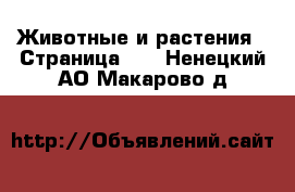  Животные и растения - Страница 11 . Ненецкий АО,Макарово д.